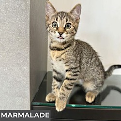 Thumbnail photo of Marmalade #3