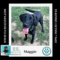 Thumbnail photo of Maggie (Jeannie's Jems) 060824 #2