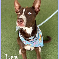 Thumbnail photo of TRAVIS #2