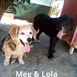 Thumbnail photo of Lola ADOPTION w/beagle Meg #3