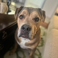 adopt a pet