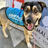 adopt a pet