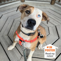 adopt a pet
