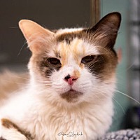 adopt-pet