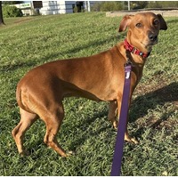 adopt-pet