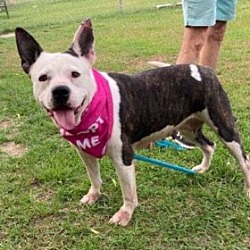 Photo of Katie (Bully Mix)