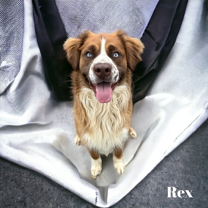 Photo of Rex