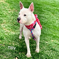 Thumbnail photo of Tilly #2
