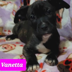 Photo of Vanetta