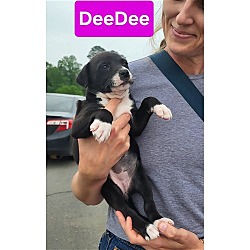 Thumbnail photo of Doyline 10 Dee Dee #1