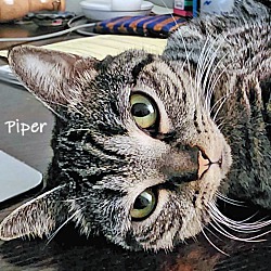 Thumbnail photo of Piper #1