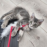 adopt a pet