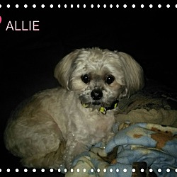 Thumbnail photo of Allie #3