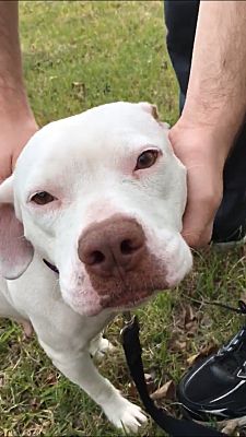 Hammond, LA - American Pit Bull Terrier. Meet Ruby a Pet for Adoption ...