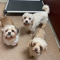 Photo of Charm, Lulu & Ralphie (Bonded Trio)