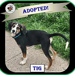 Thumbnail photo of Tig - ADOPTED #1