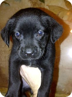 boykin lab mix puppies for sale