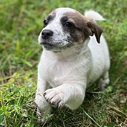 Thumbnail photo of Tumble~adopted! #2