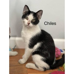 Thumbnail photo of Chiles #1