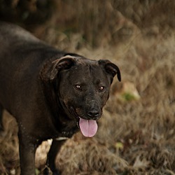 Thumbnail photo of Black Dog #2