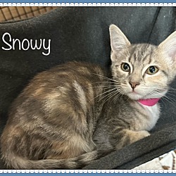 Thumbnail photo of SNOWY #3