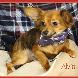 Thumbnail photo of Alvin in TX #3