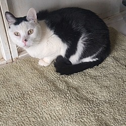 bonded pet photo