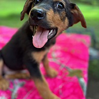 adopt a pet
