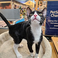 adopt a pet