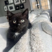 adopt-pet