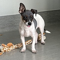 adopt a pet