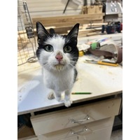 adopt-pet