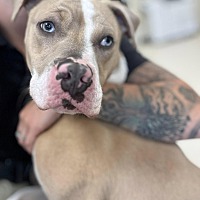 adopt a pet