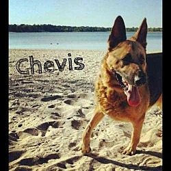Thumbnail photo of Chevis #3