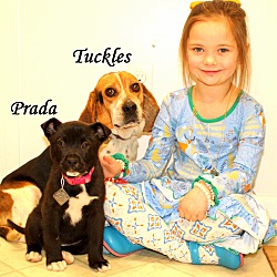 Thumbnail photo of Tuckles~adopted! #1