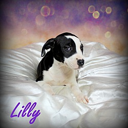 Thumbnail photo of Lilly~adopted! #2
