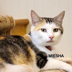 Photo of MEISHA