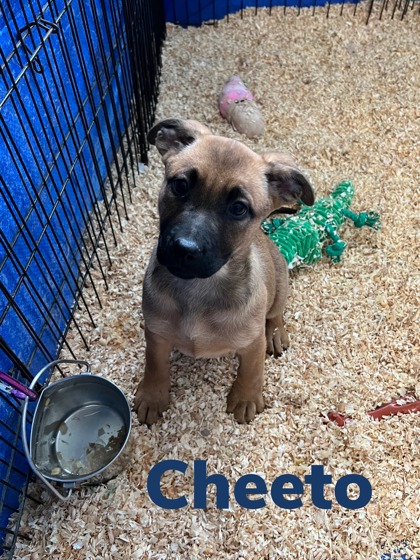 Adopt A Pet | PetSmart Charities