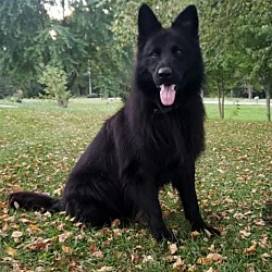 Photo of Dexter