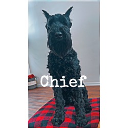 Thumbnail photo of Chief #4