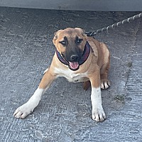 adopt a pet