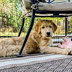 Thumbnail photo of Winston - Golden/Poodle puppy! #2