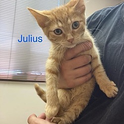 Thumbnail photo of Julius #2