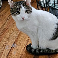 adopt a pet