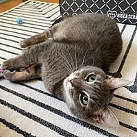 adopt a pet