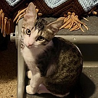 adopt-pet