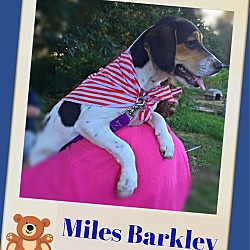 Thumbnail photo of Miles Barkley #2