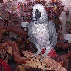 Thumbnail photo of African Grey “Vega Birdy” #3