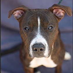 New York, NY - Pit Bull Terrier. Meet MARCELINA a Pet for Adoption ...