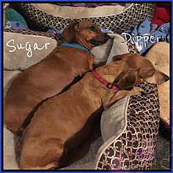 Thumbnail photo of Dipper and Sugar #1